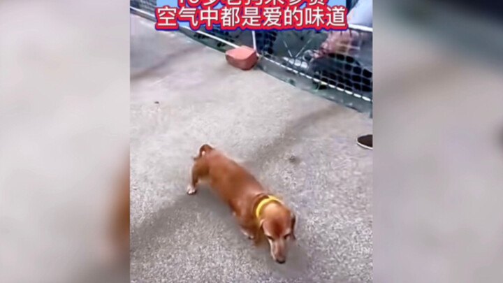 صاحب الكلب يشارك مع كلبه الداشهند البالغ من العمر 19 عامًا، وقد بذل قصارى جهده، ولم يشعر أحد بأنه يُ