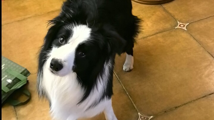 Tần suất gọi đồ ăn giao tận nơi cao đến mức chó cũng nhớ.