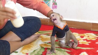 Monkey Very Hungry Milk | Tiny Maki Crying Seizures Angry Mom Late Prepare Milk For Him