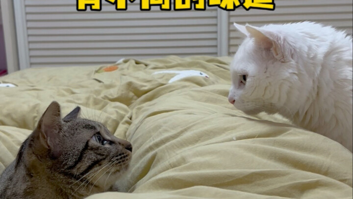 Ternyata, bahkan aroma kucing-kucing dalam satu rumah pun bisa sangat berbeda. Bukan aroma pasir kuc