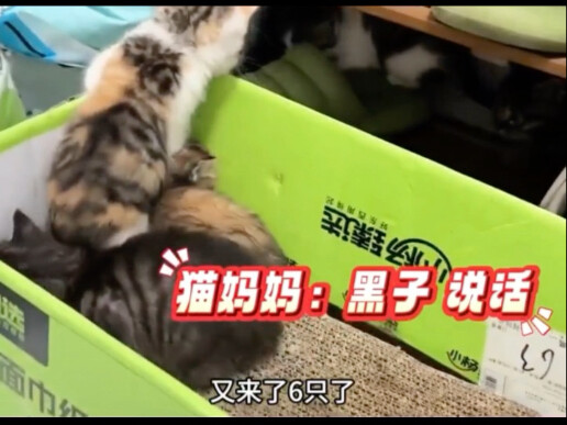 China’s Proud, Strong-Willed Cats