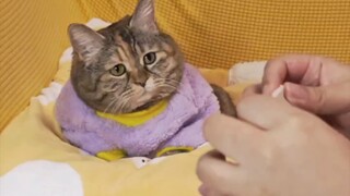 I tried to teach my cat how to make dumplings