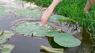 “江南可踩莲，莲叶何甜甜”