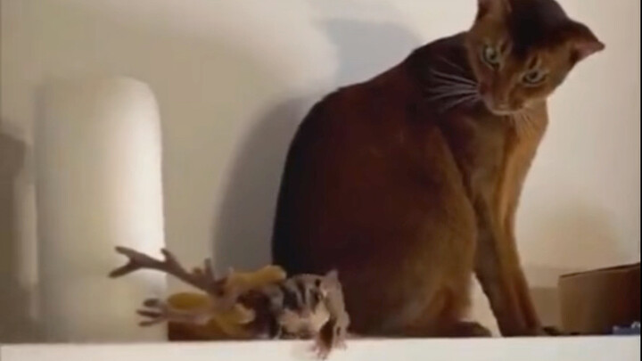 Ternyata dia bisa terbang!