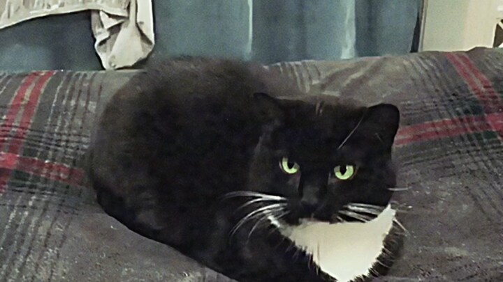 Roda takdir ⚙️ mulai berputar [Versi Kucing Bau]