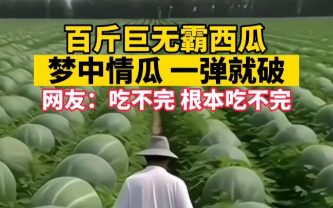 Semangka raksasa seberat 50 kg, semangka impian yang langsung pecah saat ditekan. Netizen: Gak bakal