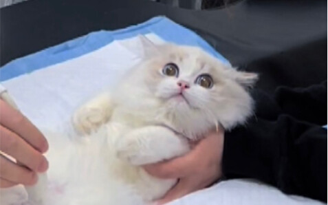 Even fairies can charm everyone at the hospital: during pre-spay checkups, the doctors all fawn over
