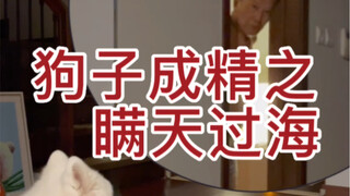 狗子成精 瞒天过海