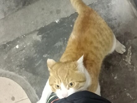 Para kucing rumahan, menangkap hidup-hidup satu makhluk berkaki dua—pantas saja dia tidak punya peng