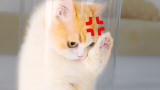 再不放本喵出来就要生气辣！！！