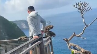 الأخ القرد ممتع حقًا