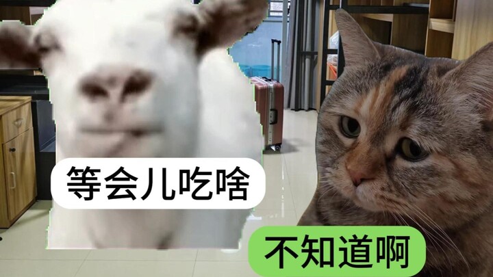 My daily vibe with my meal buddy