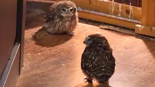 The little owls are fighting fiercely, leaving bystanders completely drained.