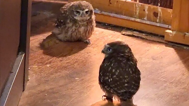The little owls are fighting fiercely, leaving bystanders completely drained.