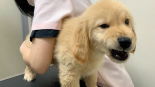 Anjing|Menyuntik Anjing Golden Retriever