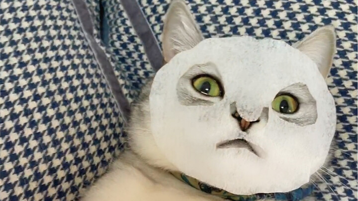 How hard is it to get a鸵鸟 egg for a cat? The ending is hilarious…