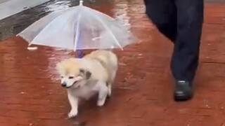 Those Fur Babies Doted on by Grandparents Over the Years