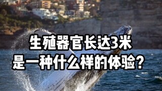 كيف يبدو الأمر عندما يكون لديك عضو تناسلي طوله ثلاثة أمتار؟ [لا فائدة من مشاهدته]