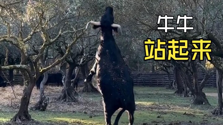 Waktu makan para hewan!