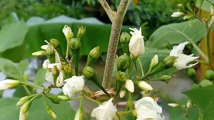 Very Nice Flower😍😍