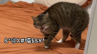 When I haven't been home for five days: I hear his scolding before I see his cat