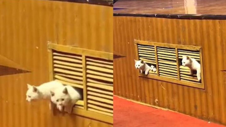 Pertunjukan di sebuah universitas di Qingdao, dua ekor anak kucing muncul dari bawah panggung dan me