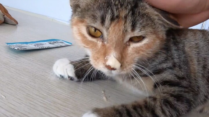 Kucing kecil betina berusaha keras mengingat kebaikan orang, lalu mendengkur; namun, keesokan hariny