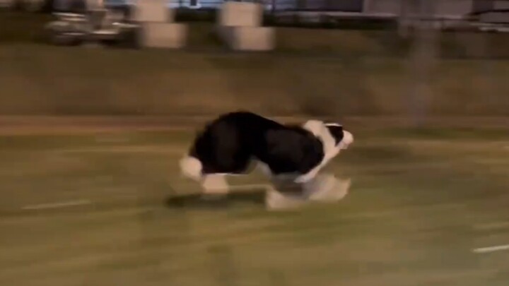 Border collies really look amazing when they run!