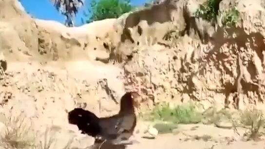 eagle vs chicken
