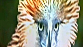 Top 16 handsome eagle