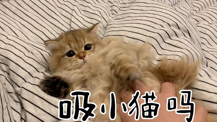 【Hai người một chó】Mochi mèo vàng xám định chơi với cây lau nhà bị ngăn lại, sau khi đạp sữa thì lăn