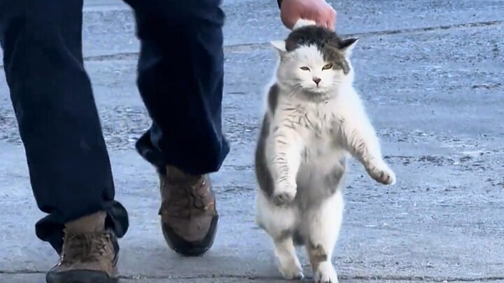 Cat: I'm just speechless!