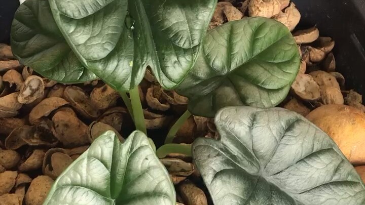 ชอบเธอนะ