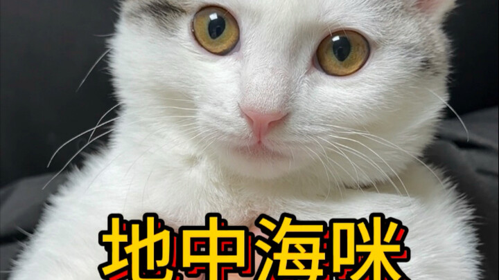 เพิ่งเคยเห็นเหมียวที่หน้าตาดูเหนื่อยหนักขนาดนี้เป็นครั้งแรก