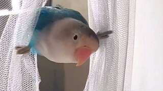 Hóa ra... màn chống muỗi chỉ có tác dụng ngăn muỗi vào nhà