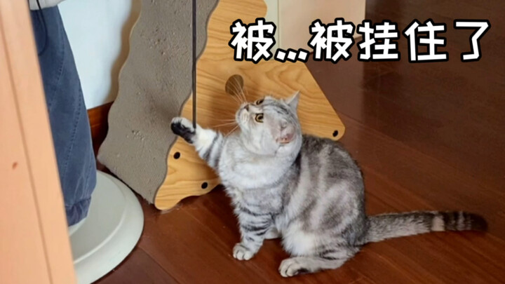 Hahaha! Jadi begini... setelah hamil jadi bodoh selama tiga tahun? Kucing betina yang konyol dan pol