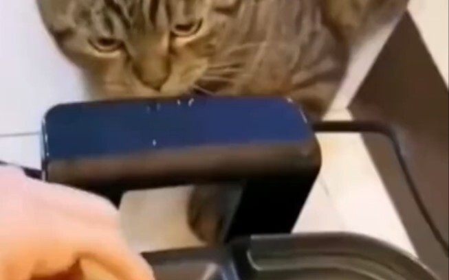 As the saying goes, curiosity killed the cat. #CuteCatMoments #AdorablePets #FunnyPetVideos Silly Ca