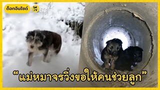 แม่หมาจรใจกล้า...วิ่งเข้าหาชายแปลกหน้าเพื่อขอให้ช่วยลูก | Dog's Clip