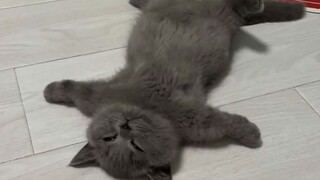 Apa salahnya kucing kecil tidur malas?