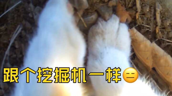 Memasang kamera pada kucing oranye, ternyata setiap hari ia pergi mencari harta karun (8)