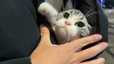 คลิปแมวน่ารัก แมว: พี่กอดหนูแบบนี้แฟนพี่ไม่โกรธเอาเหรอ