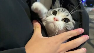 Kucing: Kak, Kau Menggendongku Seperti Ini, Pacarmu Tak Marah?