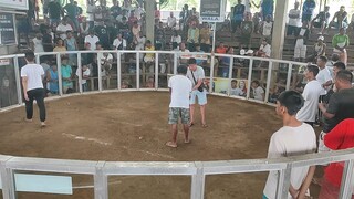 galing ng grey nob 16 2023 lagonoy 1cock .....