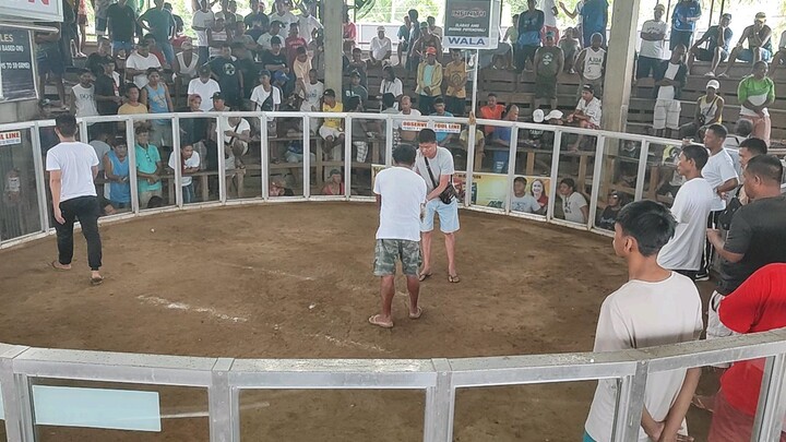 galing ng grey nob 16 2023 lagonoy 1cock .....