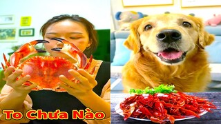 Thú Cưng TV | Gâu Đần và Bà Mẹ #66 | Chó Golden Gâu Đần thông minh vui nhộn | Pets cute smart dog