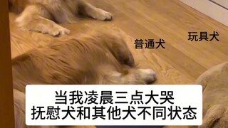 Comfort Dog: Everything I Want to Say Is in the Lyrics