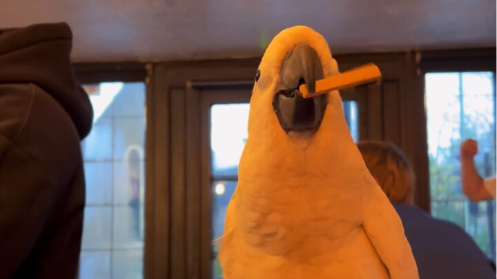 Khi bạn bè của bạn đang xem World Cup và bạn không thực sự xem