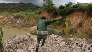 Cuộc Truy Tìm Ngh.ẹt Th.ở Và Sự Ranh Mãnh Của Con Mồi Làm Thợ Săn Hao Công