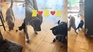 和谐相处的狗狗猫猫鼠鼠，只有铲屎官受伤的世界的诞生了 😂