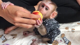 Feeding Mino monkey apple fruits